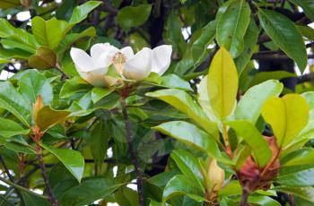 White magnolia flower in park