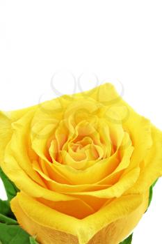Beautiful yellow rose flower. Сloseup.Isolated 