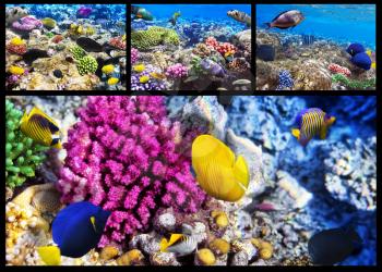 Coral and fish in the Red Sea. Egypt, Africa. Collage.