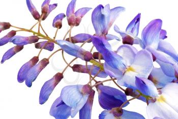 Beautiful Wisteria flowers isolated.On white background.