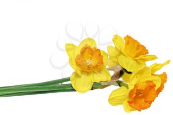 Beautiful spring   flowers : orange narcissus (Daffodil). Isolated over white. 
