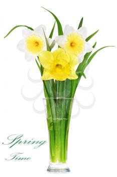 Beautiful spring flowers in vase: yellow-white, orange narcissus (Daffodil). Isolated over white. 