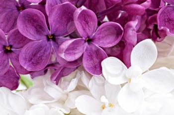 Beautiful Bunch of violet and white Lilac. Close-up .