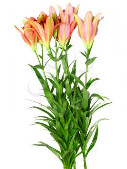 Pink lilies on white background. Isolated over white