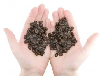 Coffee beans on a hands. Isolated on white.