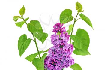 Beautiful   Lilac in the Vase. Isolated over white.