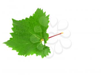 Grapes green leaf . Isoalted over white