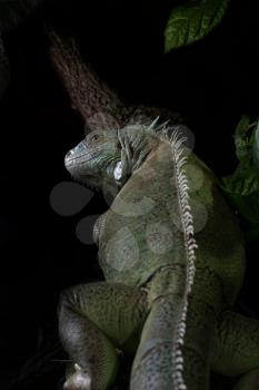iguana on a tree crawling and posing