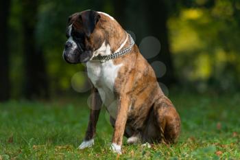 Titan A Male Boxer Dog