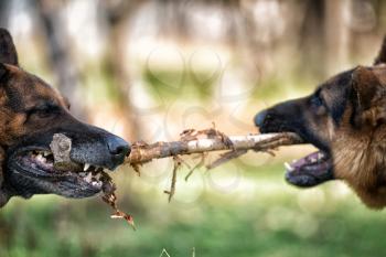 Two Dogs Fighting Over Stick