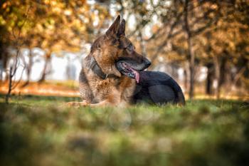 German Shepherd Alsatian Police Dog