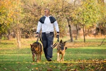Adult Man Walking Outdoors With His Dogs German Shepherd