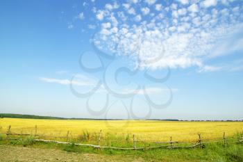Royalty Free Photo of a Field of Golden Wheat and Blue Sky
