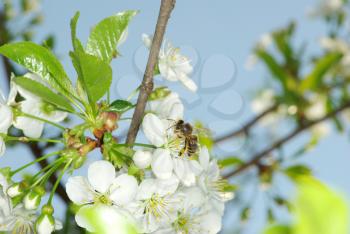 Royalty Free Photo of Cherry Blossoms and Bees