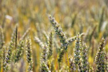 Royalty Free Photo of a Field of Wheat at the End of Summer