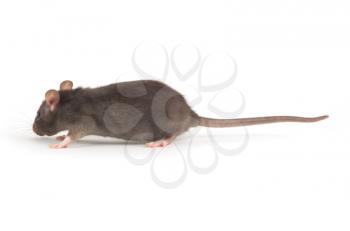 Royalty Free Photo of a Rat