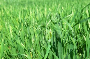 Royalty Free Photo of Grass
