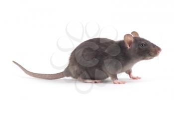 Royalty Free Photo of a Rat