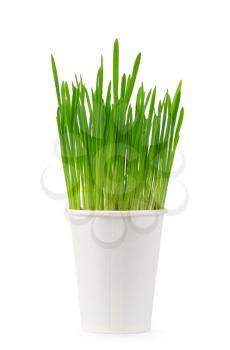 Royalty Free Photo of Grass in a Cup