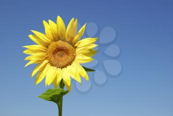  sunflowers and blue sun sky