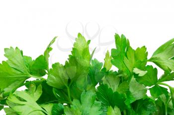 fresh herbs parsley isolated on white