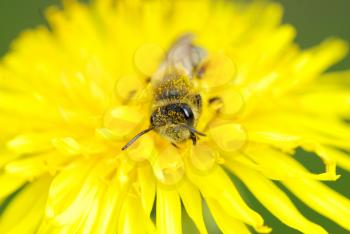 Bee on a spring dandelion