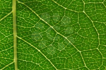 Green leaf background texture, macro