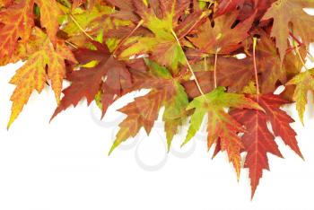 Colorful autumn leaves isolated on white