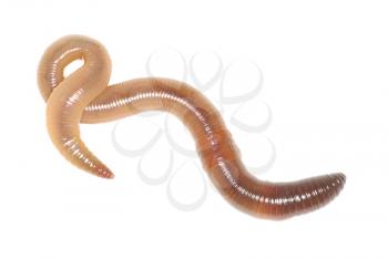 Close-up of earthworm on white