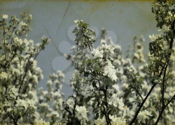 spring branch with white flowers 