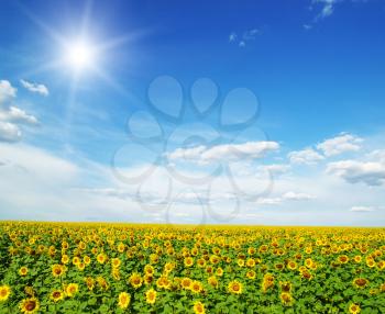 field of sunflowers and blue sun sky