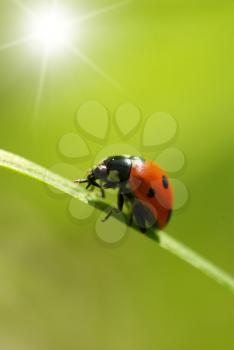  red ladybug which sits on a green leaf