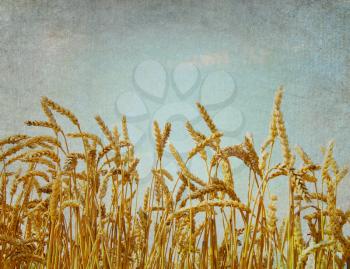 Ripe wheat field at sunset in grunge and retro style
