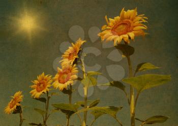 Vintage sunflower field