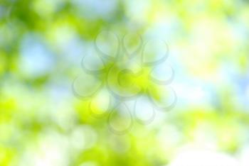 Natural green blurred background.

