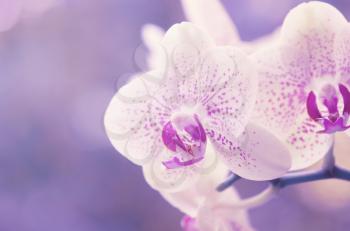 orchid isolated on a green background