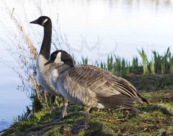 Two Canadian Geese with brush and lake shore line in background