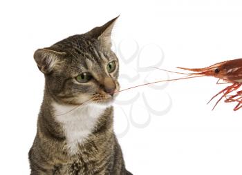 Young Grey male tabby cat smells large shrimp-prawn