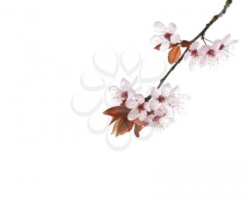 Cherry tree blossom branch on pure white background