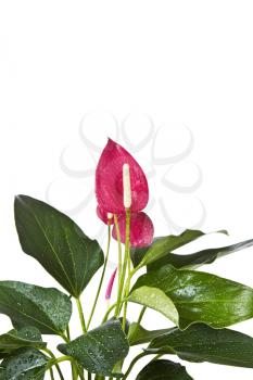 Blooming Flamingo Flower with water drops on leafs shot on white background