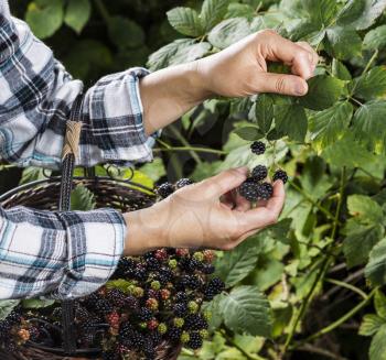 Hands picking blackberries during main harvest season with basket full of blackberries.