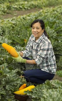 Mature women harvesting fresh yellow zucchini in field