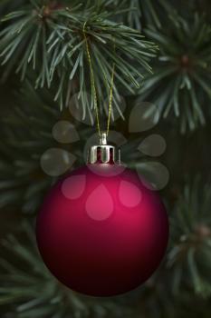 Glowing red ball ornament hanging from real noble fir tree