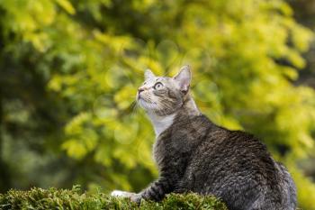 Young short hair grey tabby cat hunting outdoors with turning fall leaves in background