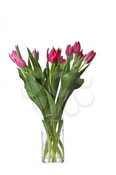 Pink and Red Tulips in glass vase on pure white background