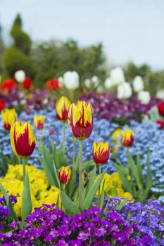 Red and Yellow Tulips surrounded by a variety of flowers with sky in background