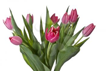 Seasonal Red and Pink Tulips on pure white background