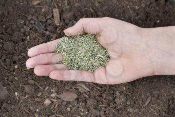 Horizontal position of Female hand holding new grass seed with fresh earth soil beneath as background