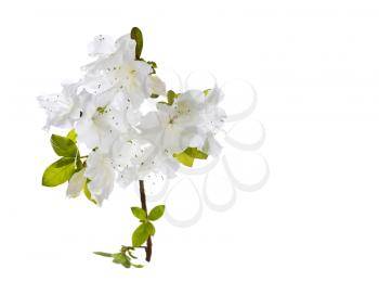 Beautiful wild flowers in full bloom on white background
