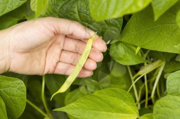 Horizontal photo of female hand holding a single fresh large bean with garden in background 